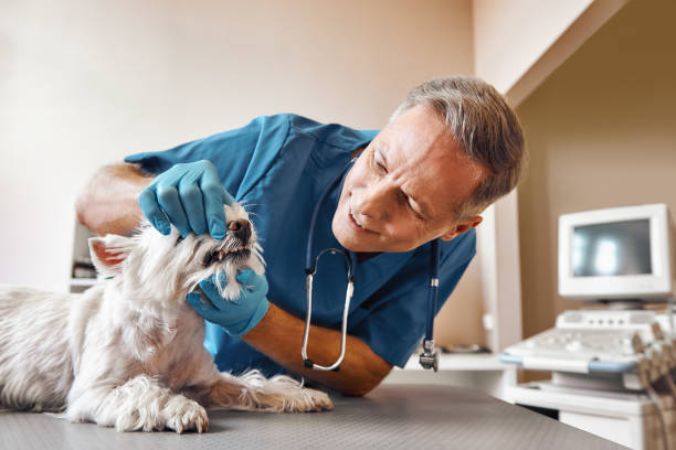 Best Emergency X-Rays and Diagnostics in Southwood Acres, CT
